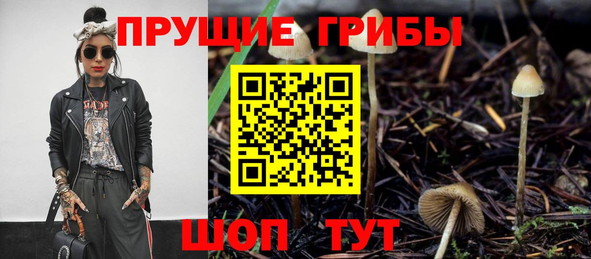 Ачхой-Мартан  Галлюциногенные грибы прущие грибы  Вход с VPN 